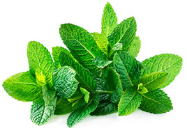 Menthol เมนทอล