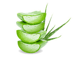 Aloe Vera ว่านหางจระเข้