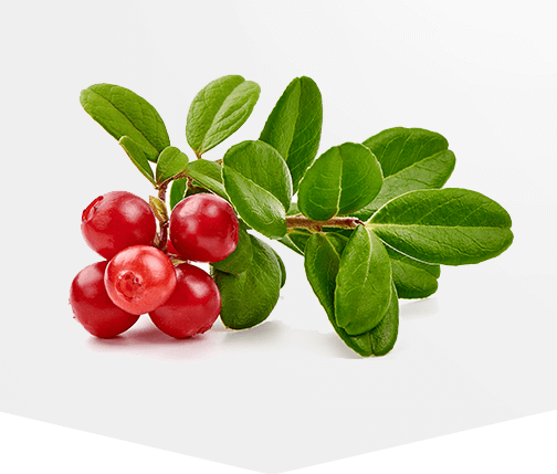 Bearberry แบร์เบอร์รี