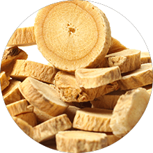 Astragalus Root
