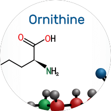 L-Ornithine
