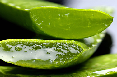 ภาพ Aloe Vera ส่วนผสมเด่นใน HerSolution Gel