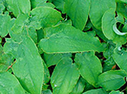 Epimedium Sagittatum