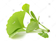 Ginkgo Biloba แปะก๊วย