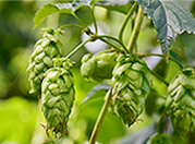 Hops Extract สารสกัดจากดอกฮอปส์