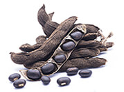 Mucuna Pruriens หมามุ่ยอินเดีย
