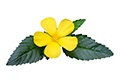 Damiana Leaf ส่วนผสมใน Provestra