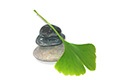 Ginkgo Biloba ส่วนผสมใน Provestra