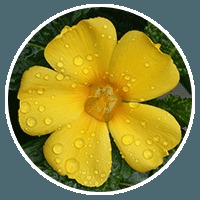Damiana Leaf Damiana Leaf