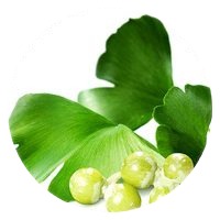 Ginkgo Biloba Ginkgo Biloba