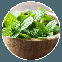 Peppermint Leaf Peppermint Leaf