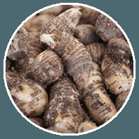 Wild Yam Wild Yam