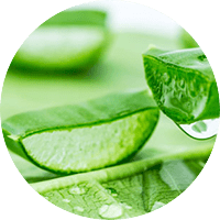 Aloe Barbadensis ส่วนผสมเด่นใน VigRX Oil