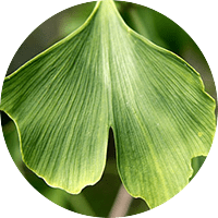 Ginkgo Biloba ส่วนผสมเด่นใน VigRX Oil